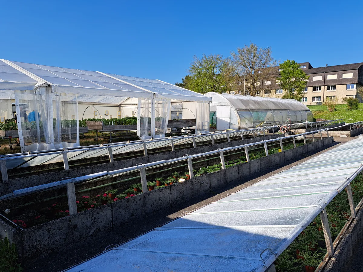 Ende Jahr gehen Gärtnerei und Laden am Standort Lindau definitiv zu. Man sieht den Strickhof in Lindau.